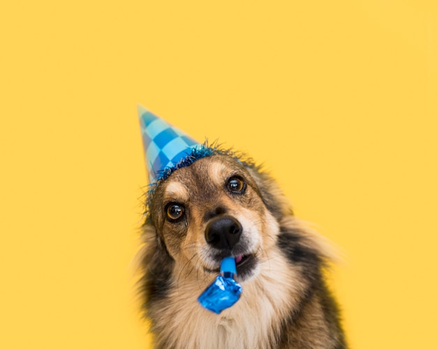 Foto grátis vista frontal de um lindo cachorro com espaço de cópia