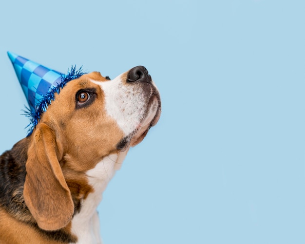 Vista frontal de um lindo cachorro com espaço de cópia