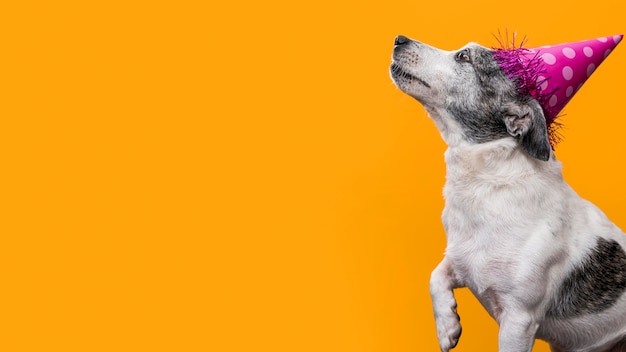 Vista frontal de um lindo cachorro com espaço de cópia