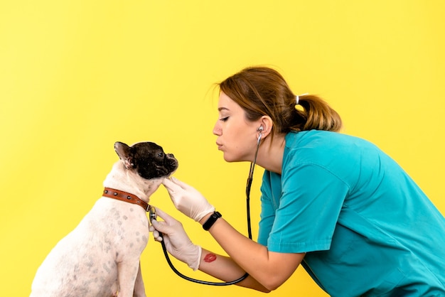 Foto grátis vista frontal de veterinária observando cachorrinho na parede amarela