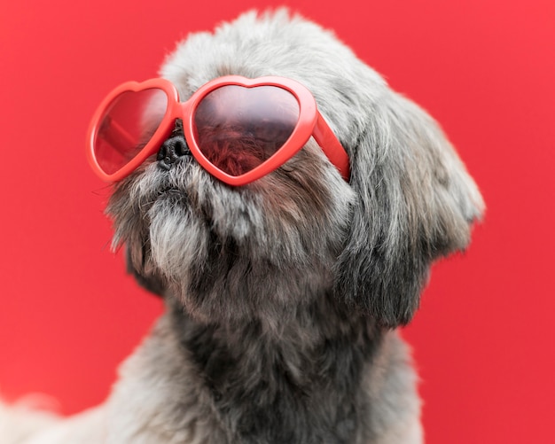 Foto grátis vista frontal do conceito de cachorro fofo engraçado