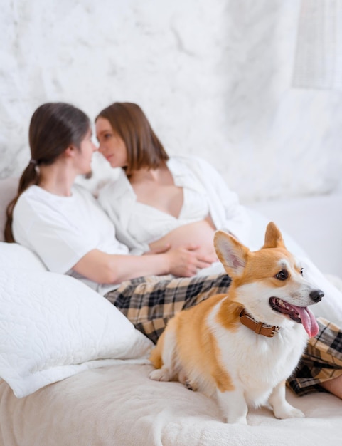 Vista frontal do corgi de gengibre fofo com língua saliente, sentado na cama enquanto turva jovem casal deitado no fundo olhando um ao outro e acariciando a barriga de grávida