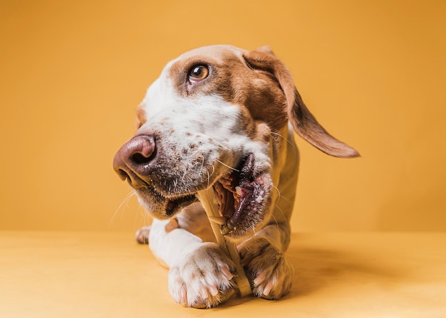 Vista frontal engraçado cachorro comendo um osso