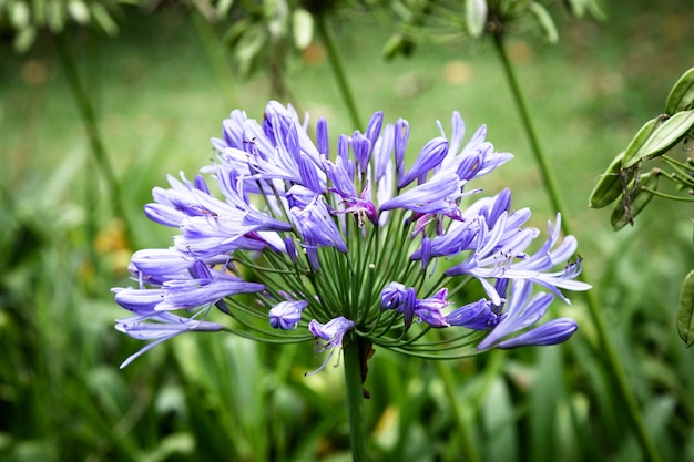 Vista frontal flor tropical azul com fundo desfocado