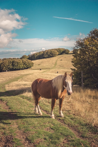 Vista hipnotizante de um cavalo selvagem no prado