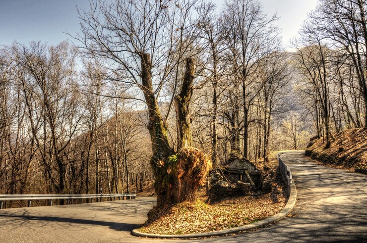 Foto grátis vista incrível da estrada de montanha cercada de árvores e folhas de laranjeira da bela temporada de outono