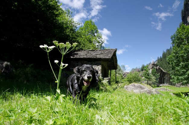 Vista incrível de um cachorrinho preto correndo no meio do campo cercado de árvores