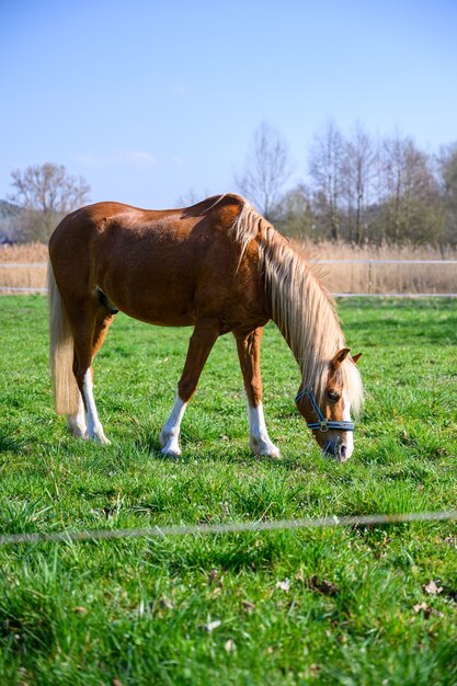 Vista incrível de um lindo cavalo marrom comendo uma grama