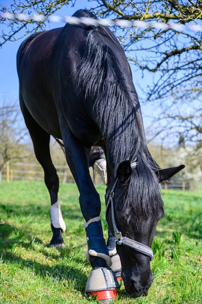 Vista incrível de um lindo cavalo preto comendo grama