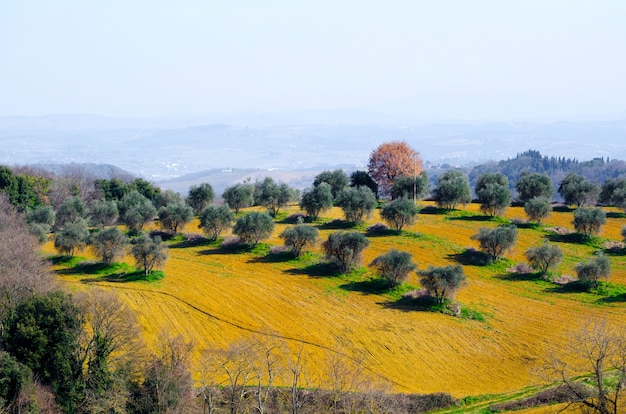 Vista incrível de uma paisagem colorida coberta por plantas, grama e árvores amarelas