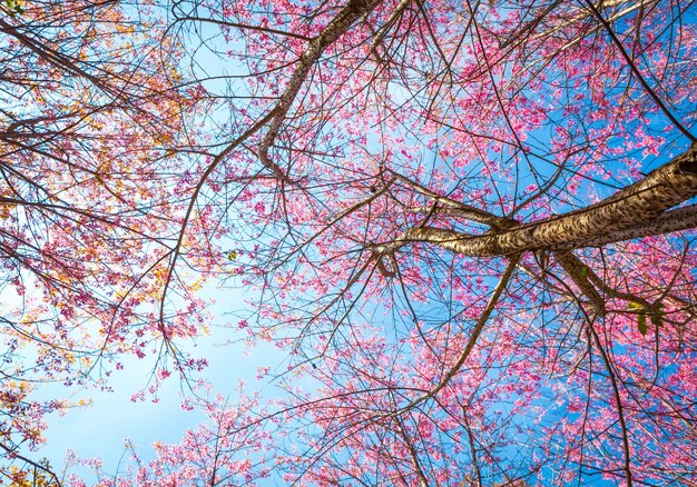 Vista inferior da árvore com flores cor de rosa