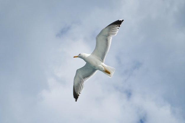 Vista inferior da gaivota voando alto