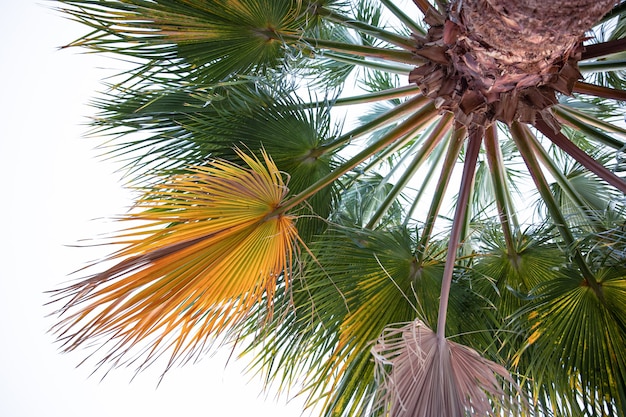 Vista inferior de ramos de palmeira texturizados. Vegetação exótica do Egito.