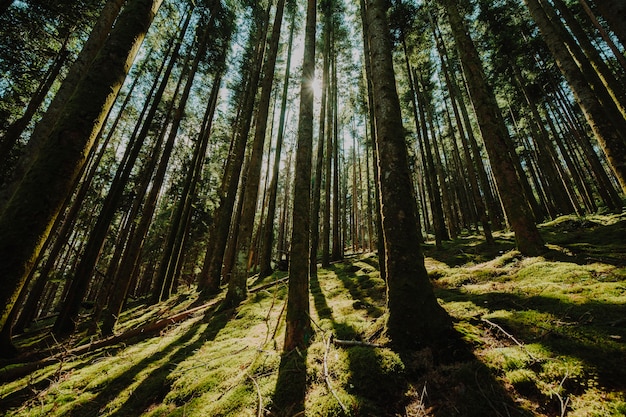 Foto grátis vista inferior de um grupo de árvores