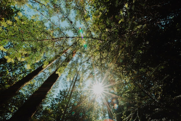 Foto grátis vista inferior de um grupo de árvores