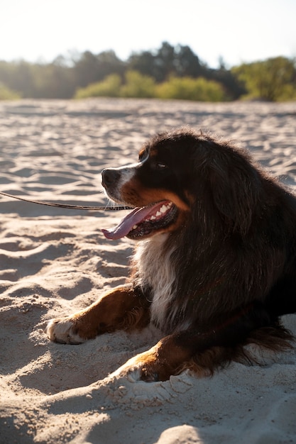 Foto grátis vista lateral cachorro fofo na praia