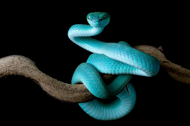 Vista lateral da cobra víbora azul no galho com fundo preto cobra víbora azul insularis Trimeresuru