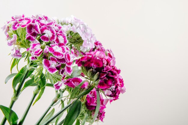 Vista lateral da cor roxa william doce ou cravo turco flores isoladas no fundo branco, com espaço de cópia