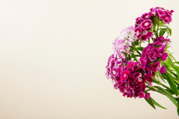 Vista lateral da cor roxa william doce ou cravo turco flores isoladas no fundo branco, com espaço de cópia