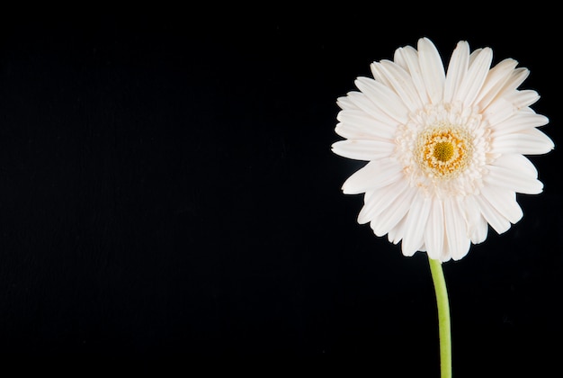 Vista lateral da flor gerbera cor branca isolada no fundo preto, com espaço de cópia