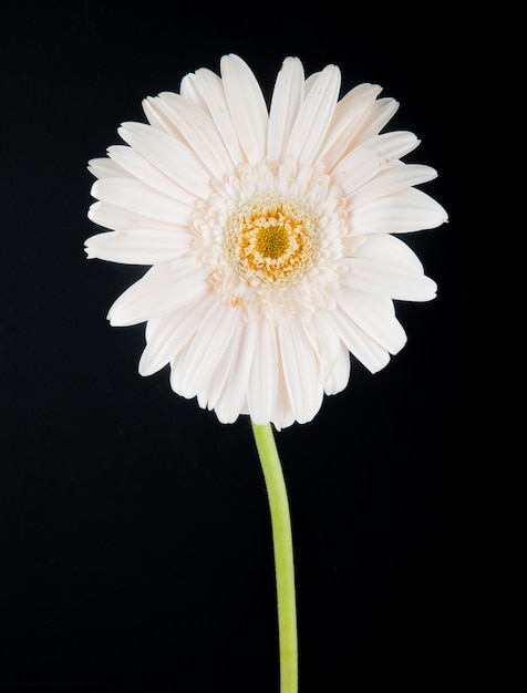 Vista lateral da flor gerbera cor branca isolada no fundo preto