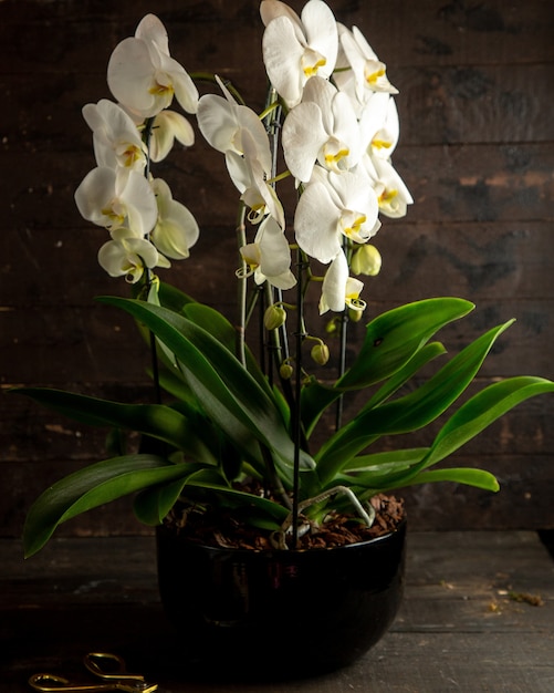 Vista lateral da orquídea branca
