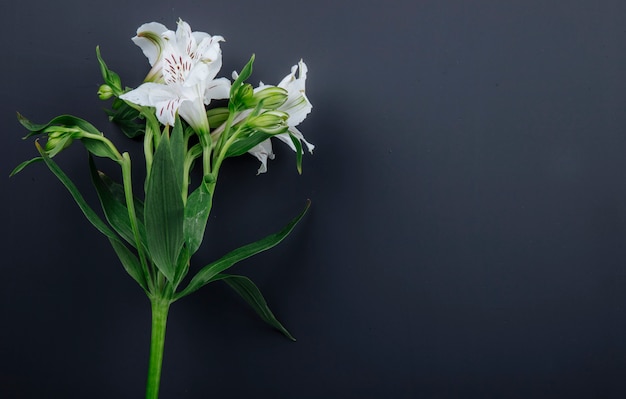 Vista lateral das flores de alstroemeria cor branca isoladas no fundo preto, com espaço de cópia