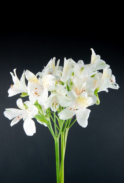 Vista lateral das flores de alstroemeria cor branca isoladas no fundo preto