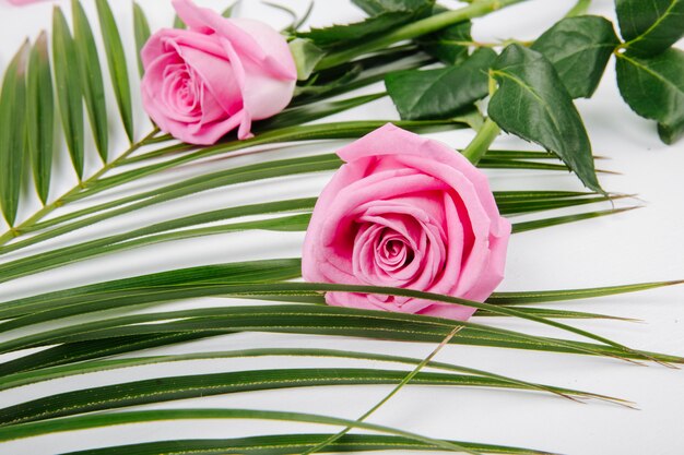 Vista lateral de rosas cor de rosa em uma folha de palmeira em fundo branco