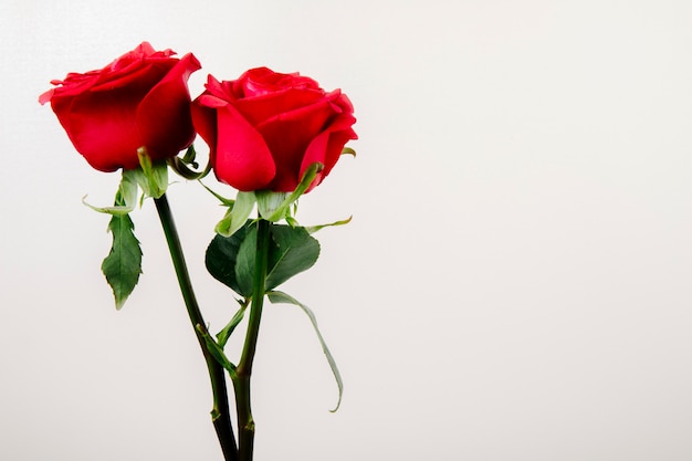 Vista lateral de rosas de cor vermelha, isolado no fundo branco, com espaço de cópia