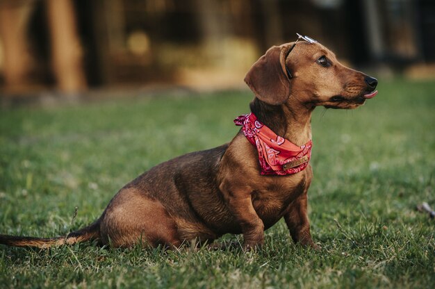 Vista lateral de um dachshund anão marrom fofo com um lenço estiloso no pescoço brincando em um parque