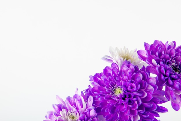 Vista lateral do buquê de flores de crisântemo violeta e branco cor isolado no fundo branco, com espaço de cópia
