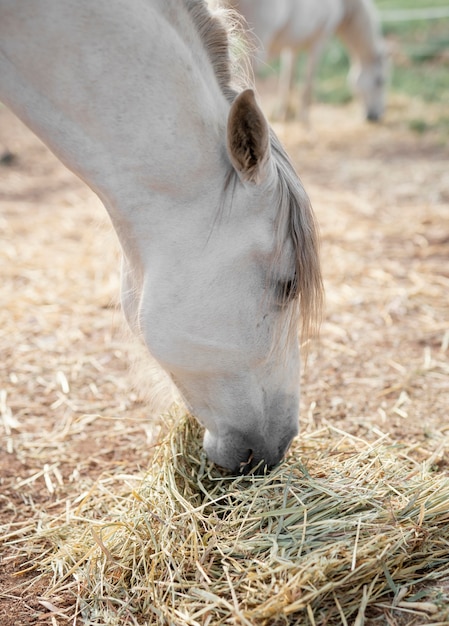 Vista lateral do cavalo comendo feno na fazenda