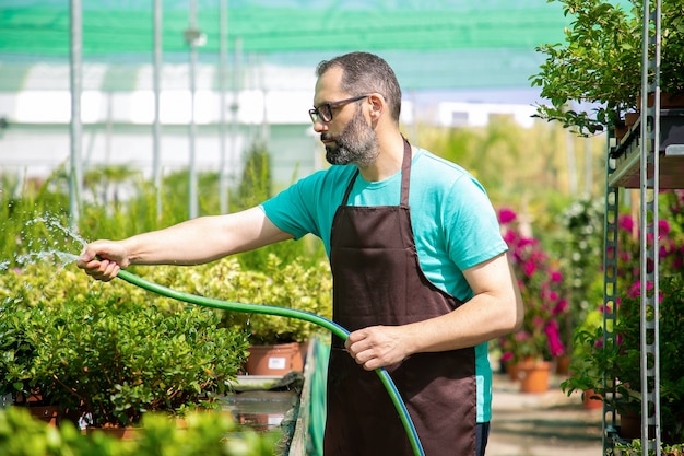 Vista lateral do jardineiro masculino regando vasos de plantas da mangueira. Homem barbudo caucasiano vestindo camisa azul, óculos e avental, cultivo de flores em estufa. Atividade de jardinagem comercial e conceito de verão