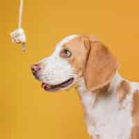 Foto grátis vista lateral engraçado cachorro olhando para um osso
