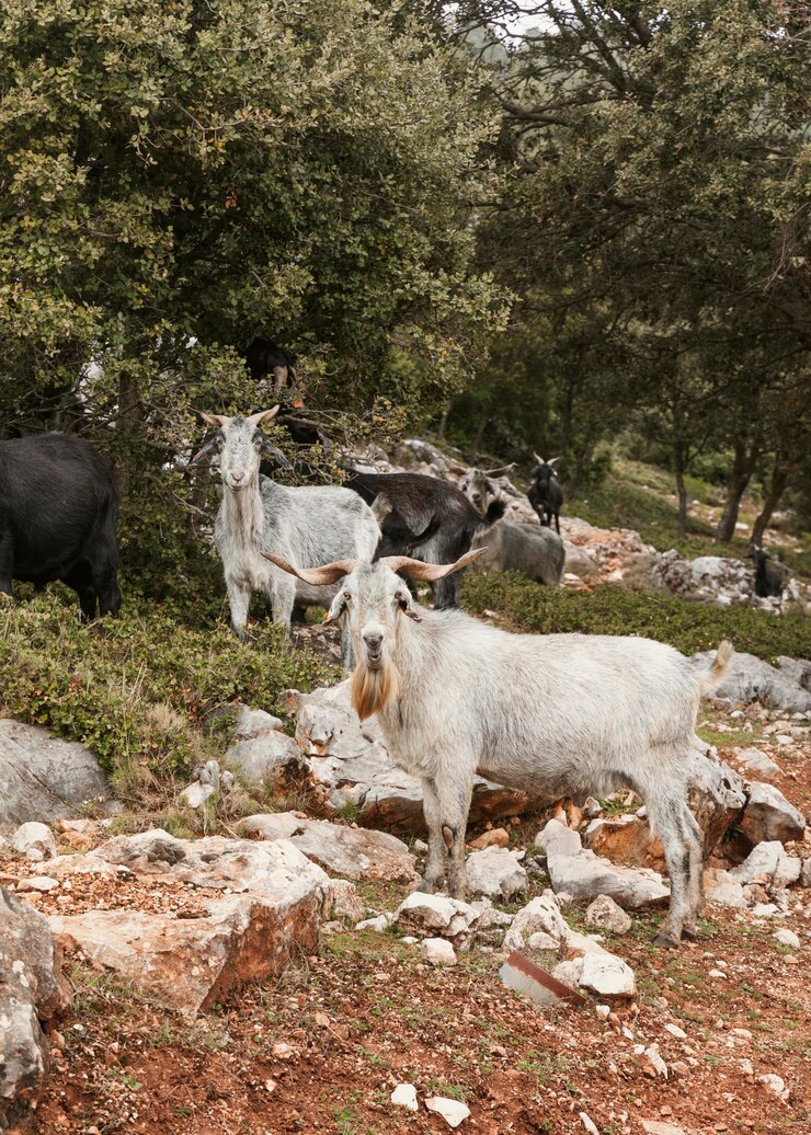 Foto grátis vista panorâmica de cabras selvagens na natureza