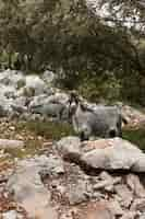 Foto grátis vista panorâmica de cabras selvagens na natureza