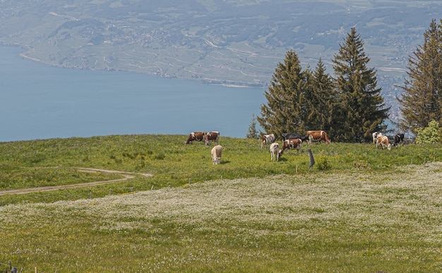 Vista panorâmica de Lavaux, Suíça, com rebanhos de vacas comendo grama