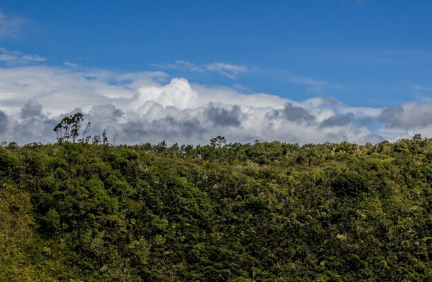 Vista panorâmica de uma bela floresta em um dia nublado
