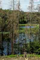 Foto grátis vista panorâmica vertical embora parte da floresta esteja em más condições