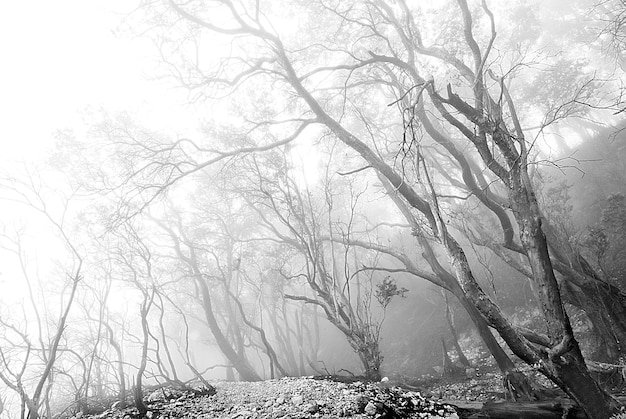 Vista preto e branco da floresta