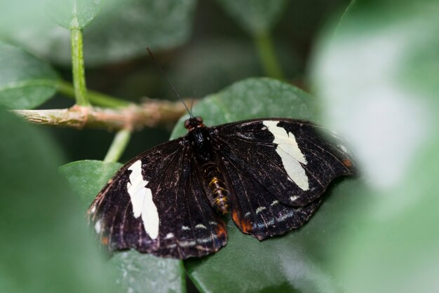 Vista superior borboleta preto e branco