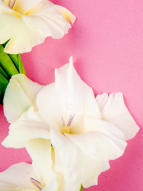 Foto grátis vista superior da flor de gladíolo cor branca isolada no fundo rosa