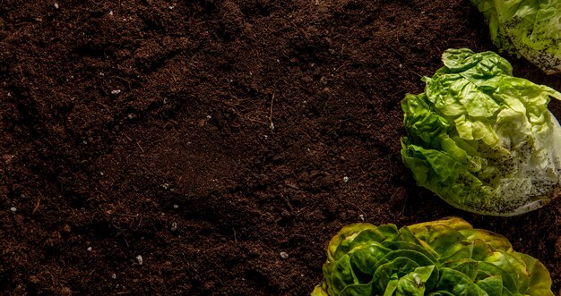 Vista superior da salada com espaço de cópia