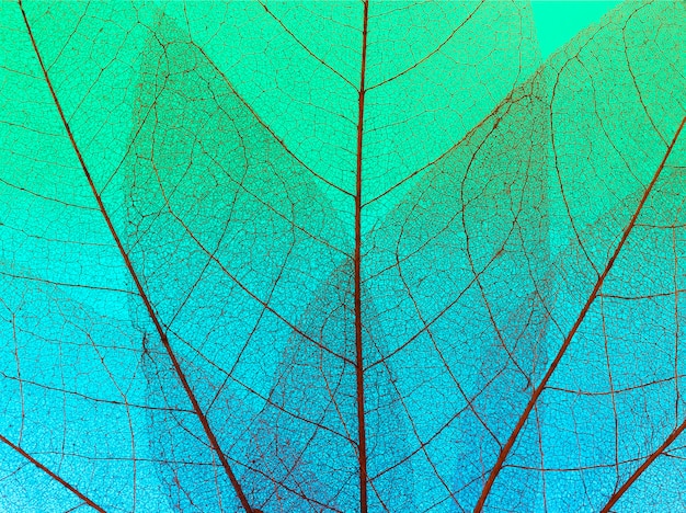 Vista superior da textura de folhas transparentes