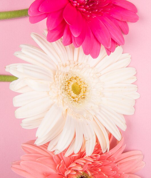 Vista superior das flores gerbera cor de rosa e fúcsia brancas isoladas no fundo rosa
