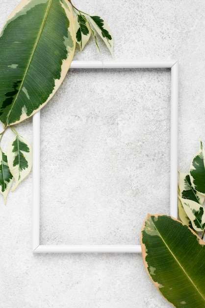 Foto grátis vista superior das folhas da planta com moldura