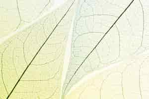 Foto grátis vista superior das folhas transparentes