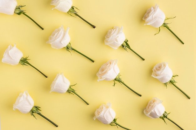 Foto grátis vista superior das rosas em flor