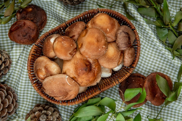 Vista superior de cogumelos frescos em uma cesta de vime e cones com folhas verdes em tecido xadrez